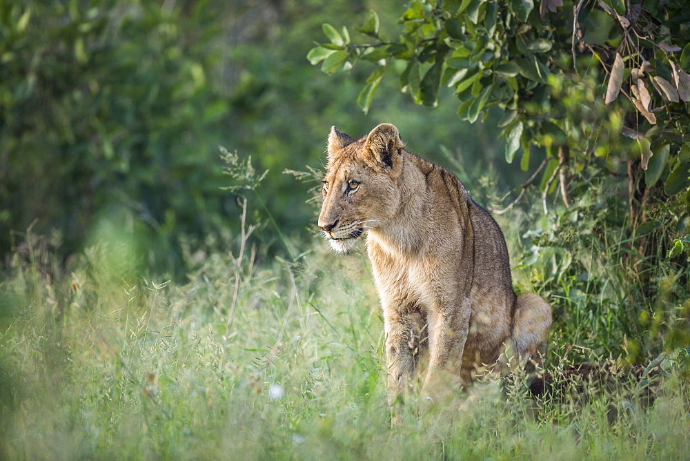 Young African lion Panthera leo sitted in Kruger National park, South Africa