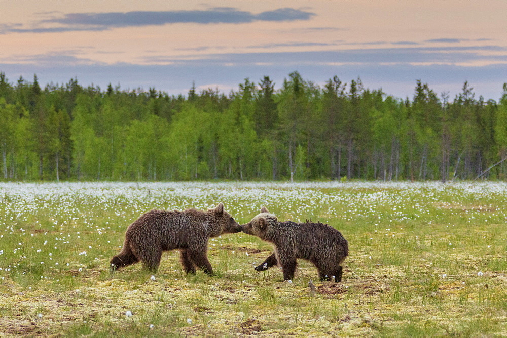 Bear cubs (Ursus arctos) playing, in a peat bog and coton grass, near a forest in Suomussalmi, Finland