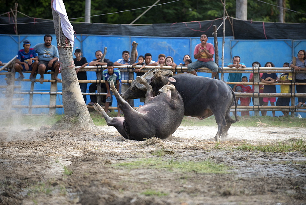 Fighting Buffalo (Bubalus bubalis),Thailand