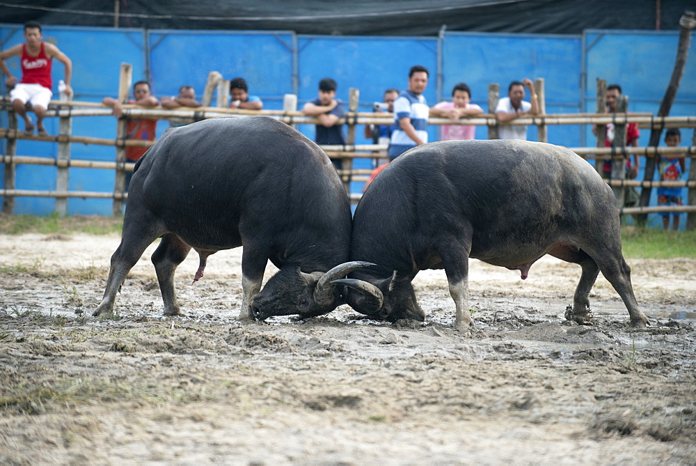 Fighting Buffalo (Bubalus bubalis),Thailand