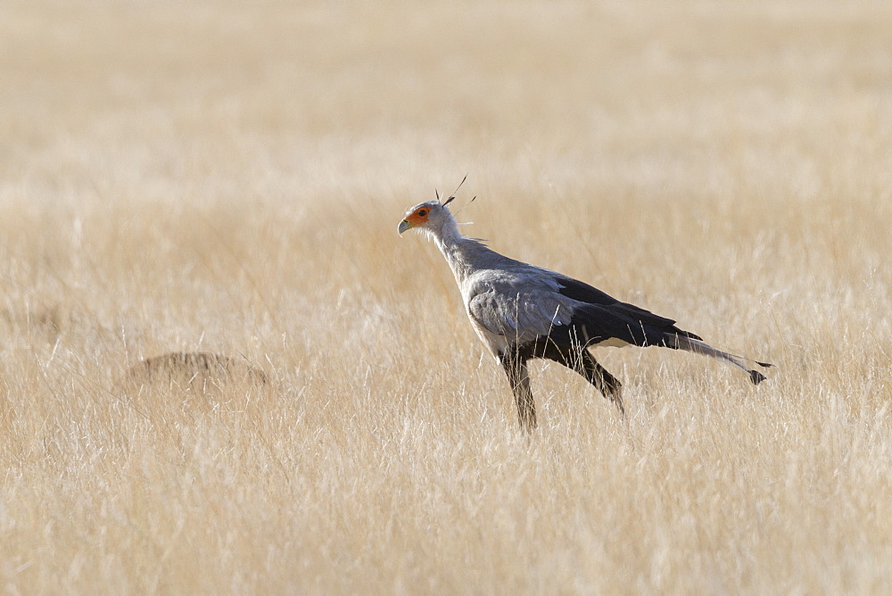 Secretarybird or secretary bird (Sagittarius serpentarius), walking, Private reserve, Upper Karoo, South Africa