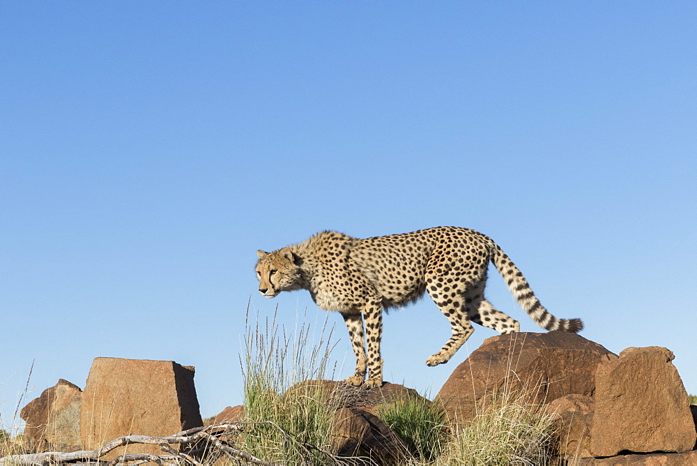 Cheetah (Acinonyx jubatus), on rock, Private reserve, South Africa