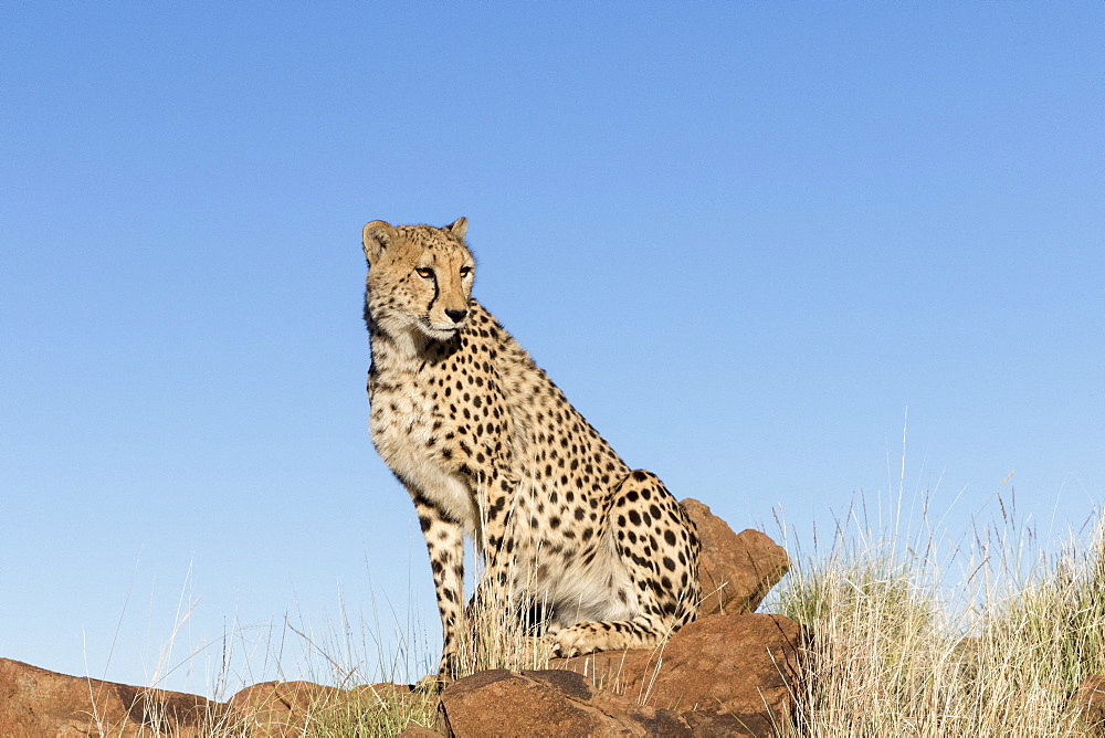 Cheetah (Acinonyx jubatus), on rock, Private reserve, South Africa