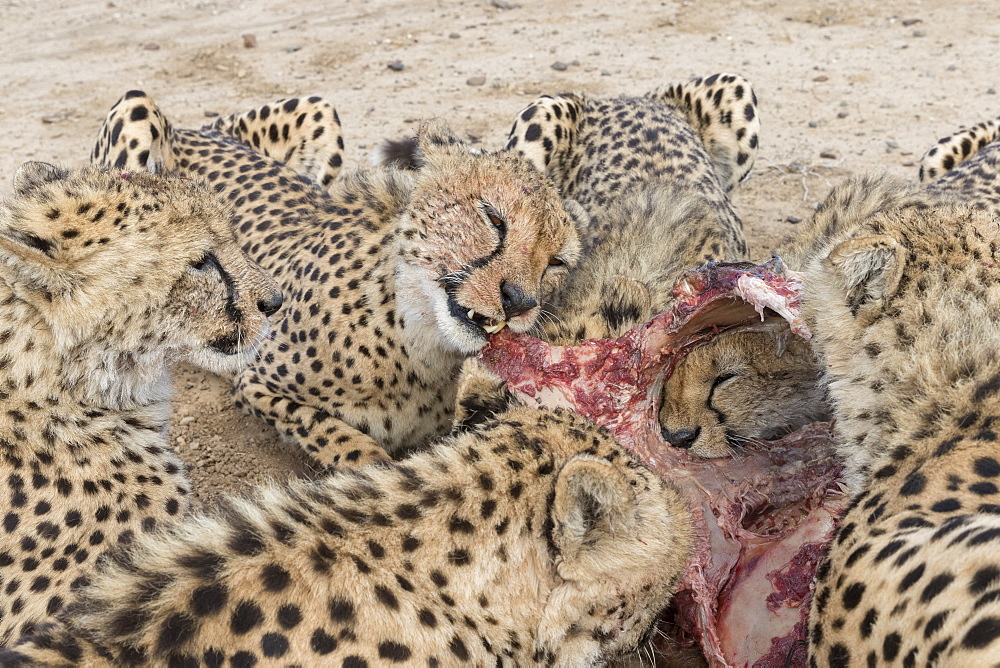 Cheetahs (Acinonyx jubatus), eating, Private reserve, South Africa