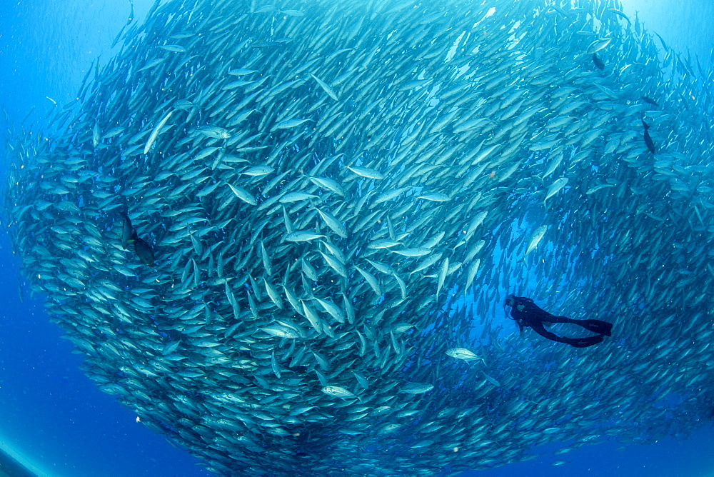 Scuba diver surrounded by shoal of Big-eye jacks (Caranx sexfasciatus), Cabo Pulmo Marine National Park, Baja California Sur, Mexico