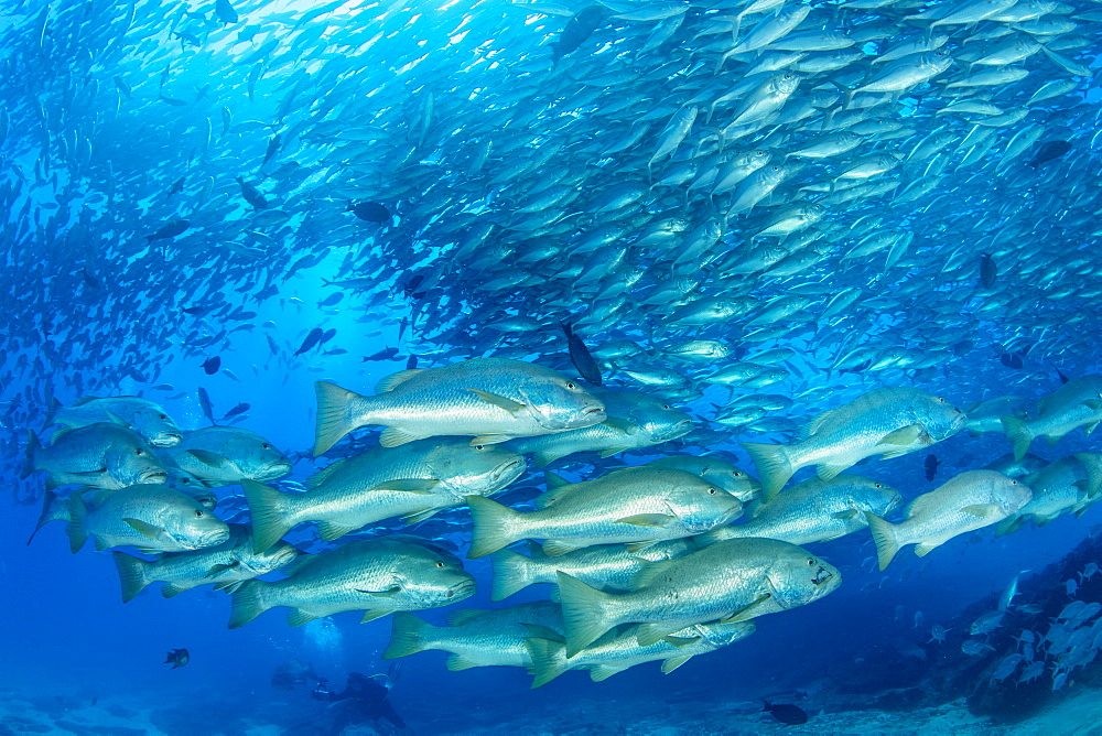 Shoal of Dog snapper, (Lutjanus novemfasciatus) in front of shoal of Big-eye jacks (Caranx sexfasciatus), Cabo Pulmo Marine National Park, Baja California Sur, Mexico