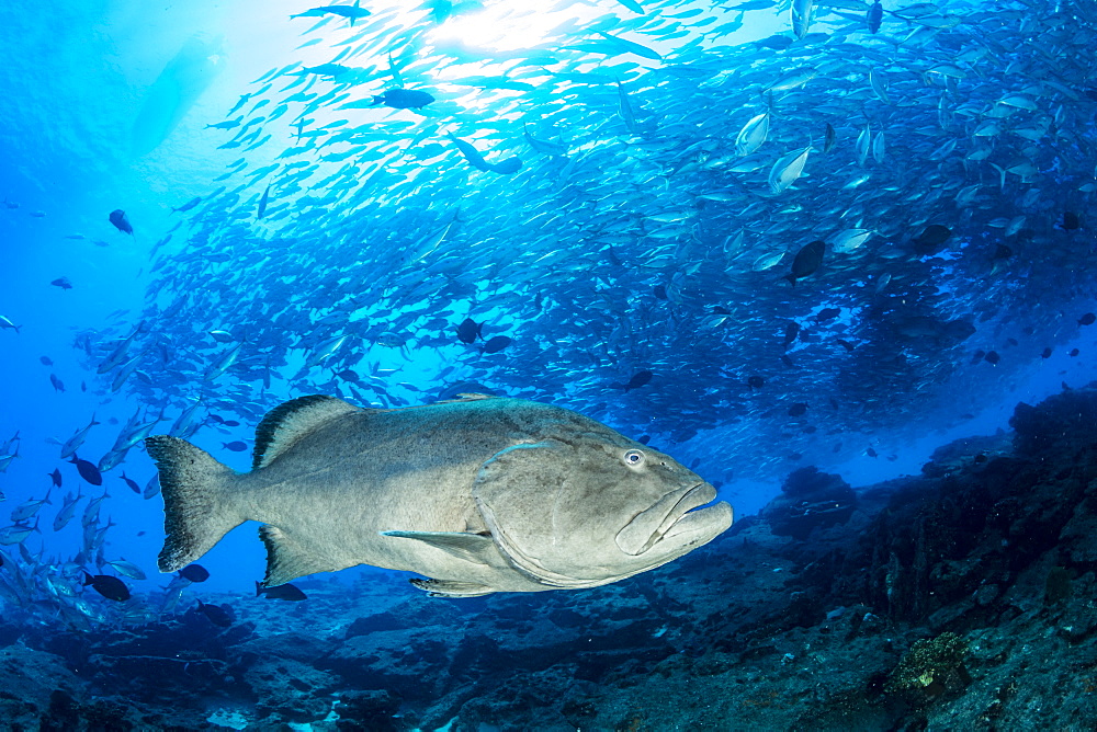 Big Gulf grouper (Mycteroperca jordani) in front of a Shoal of Big-eye jacks (Caranx sexfasciatus), Cabo Pulmo Marine National Park, Baja California Sur, Mexico