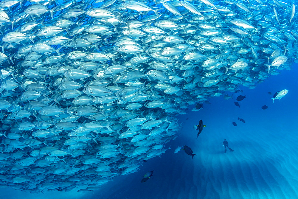 Scuba diver on the sandy bottom surrounded by shoal of Big-eye jacks (Caranx sexfasciatus), Cabo Pulmo Marine National Park, Baja California Sur, Mexico