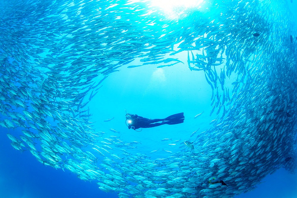 Scuba diver surrounded by shoal of Big-eye jacks (Caranx sexfasciatus), Cabo Pulmo Marine National Park, Baja California Sur, Mexico