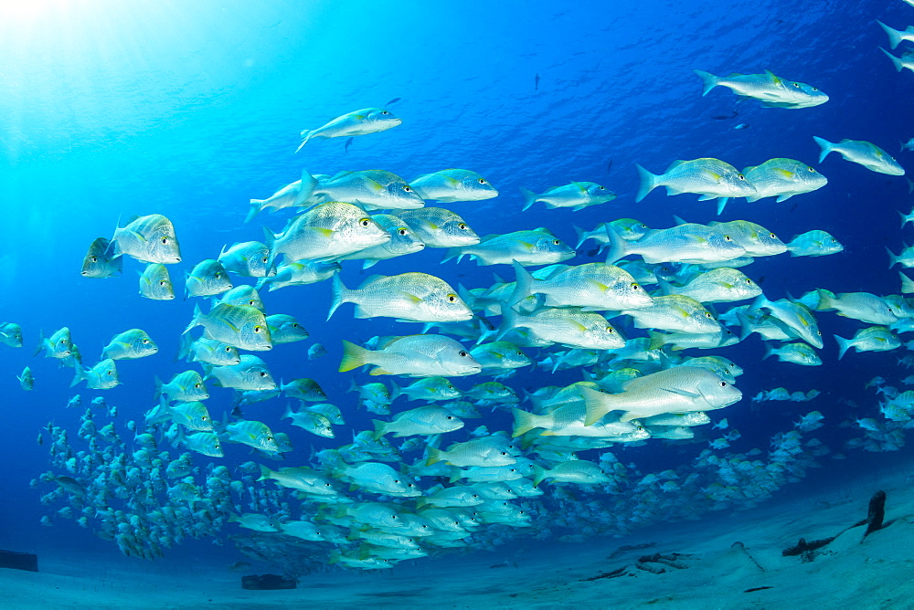 Shoal of Graybar Grunt (Haemulon sexfasciatum), Cabo Pulmo Marine National Park, Baja California Sur, Mexico