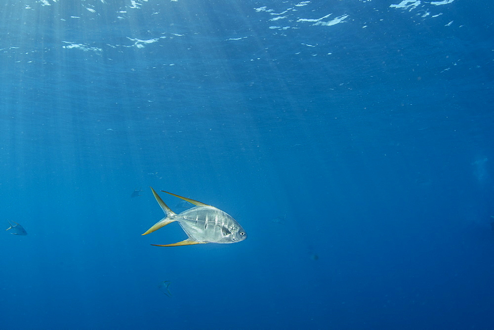 Gafftopsail Pompano (Trachinotus rhodopus), Cabo Pulmo Marine National Park, Baja California Sur, Mexico