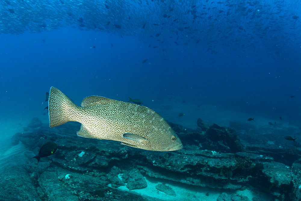 Leopard grouper (Mycteroperca rosacea), Cabo Pulmo Marine National Park, Baja California Sur, Mexico