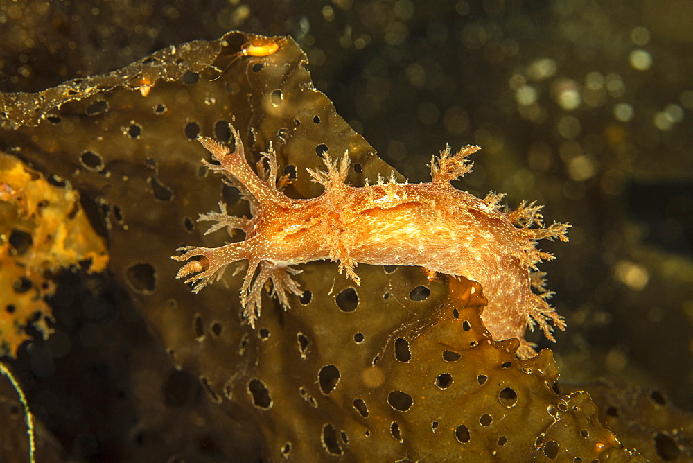 Nudibranch (Dendronotus robusta) on brown algae commonly called kelp Tasiilaq, East Greenland