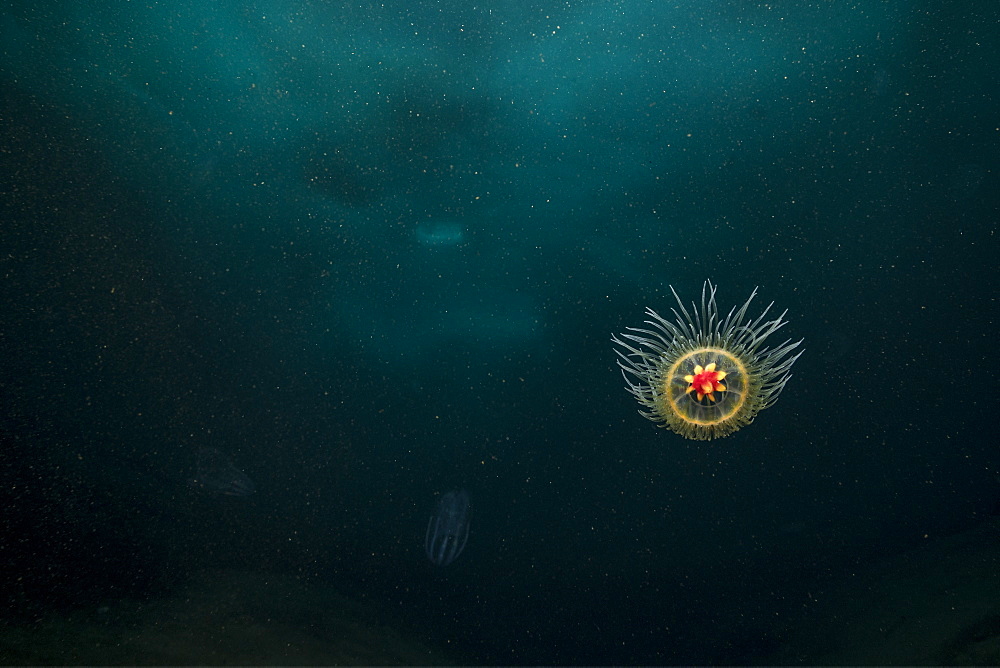 A tiny Benthic Hydromedusa, with a bell size of less than one centimeter, (Ptychogastria polaris), swimming in front of an iceberg, Tasiilaq, East Greenland