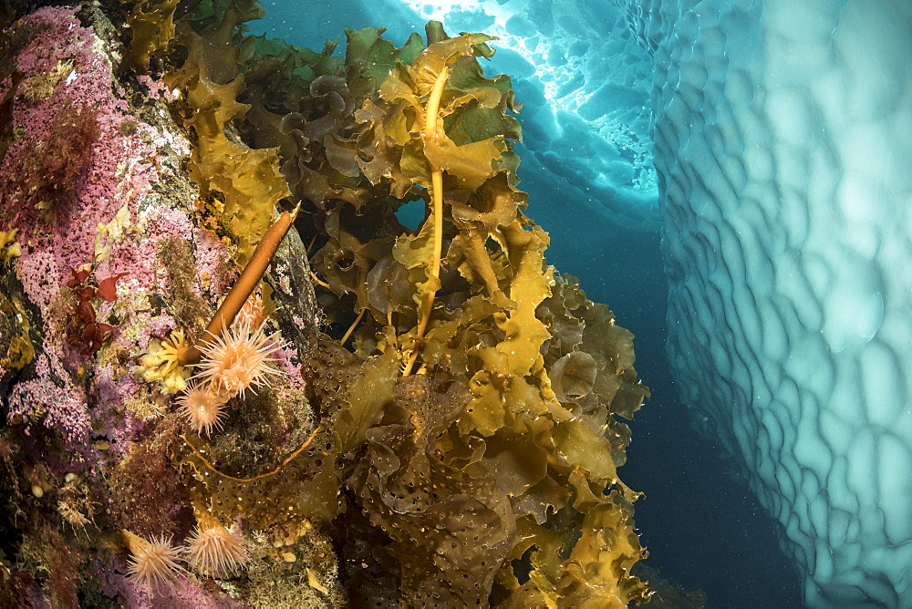 (Saccharina latissima), laminaria, a genus of 31 species of brown algae commonly called kelp with some anemones covering a wall close to an iceberg, Tasiilaq, East Greenland