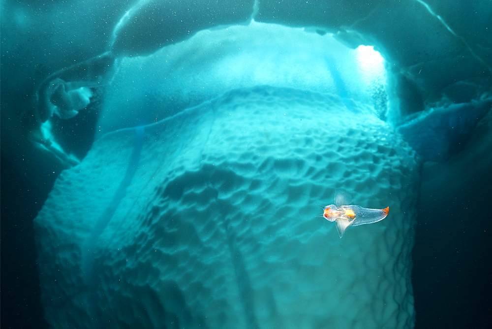 (Clione limacina), known as the naked sea butterfly, sea angel is a pelagic sea slug, only few centimeters in length, swim in front of an iceberg, Tasiilaq, East Greenland