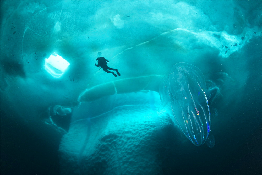 (Mnemiopsis leidyi), the warty comb jelly or sea walnut. Only in springtime, when the hard winter slowly subsides, are the ice-cold waters suitable for divers who can dive around a iceberg that floats in crystal-clear water, Tasiilaq, East Greenland