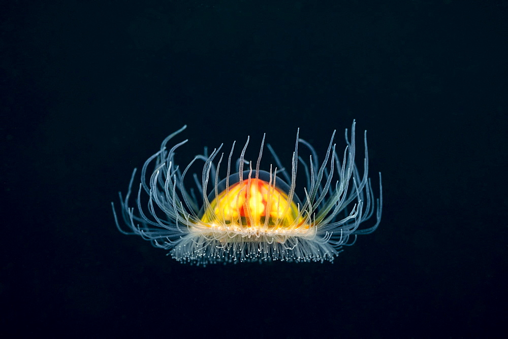 A tiny Benthic Hydromedusa, with a bell size of less than one centimeter, (Ptychogastria polaris), Tasiilaq, East Greenland