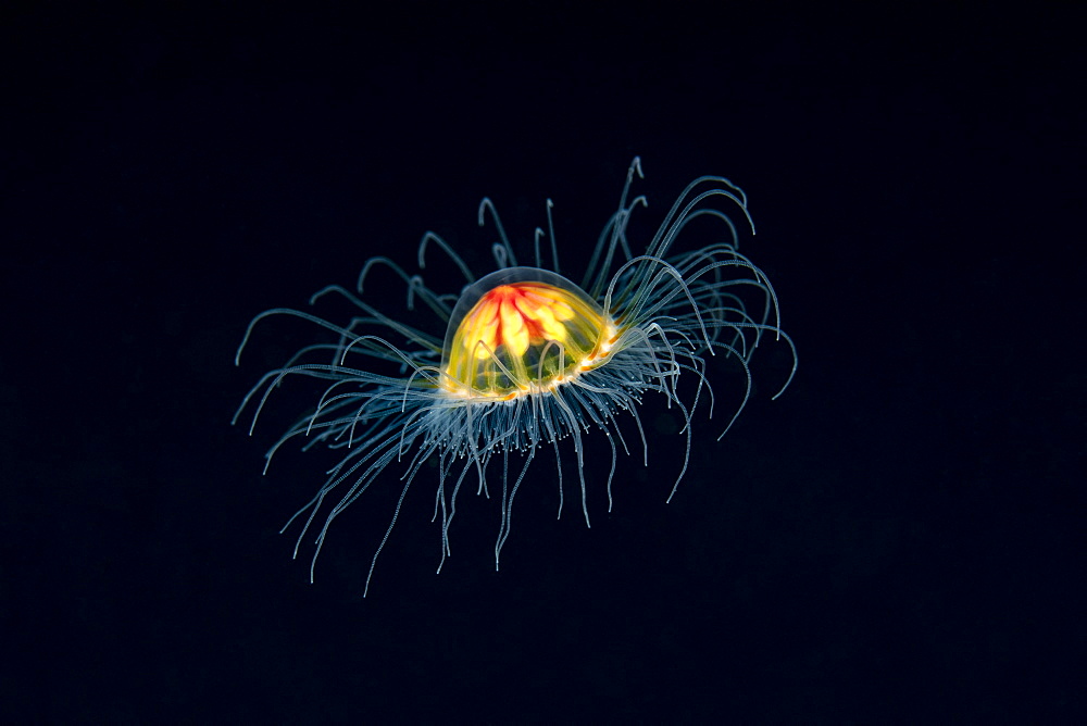 A tiny Benthic Hydromedusa, with a bell size of less than one centimeter, (Ptychogastria polaris), Tasiilaq, East Greenland