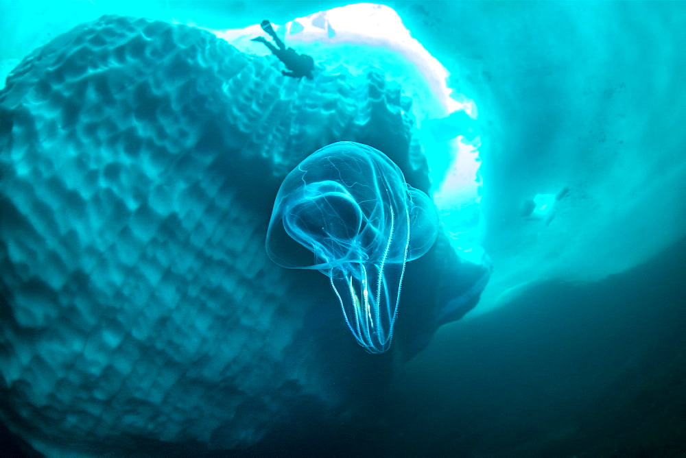 (Mnemiopsis leidyi), the warty comb jelly or sea walnut. Only in springtime, when the hard winter slowly subsides, are the ice-cold waters suitable for divers who can dive around a iceberg that floats in crystal-clear water, Tasiilaq, East Greenland