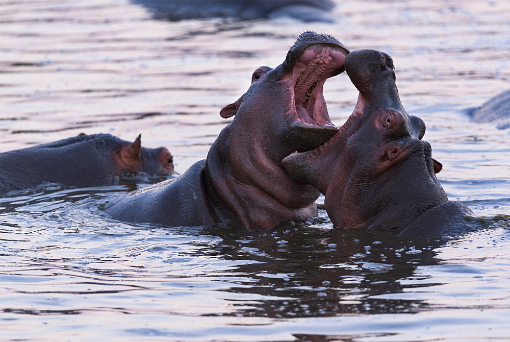 Hippopotamus (Hippopotamus amphibius) are playing to fight , Kenya , Masaï Mara, National Reserve