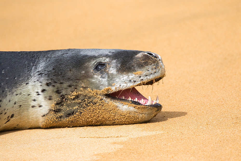 Leopard seal (Hydrurga leptonyx) on the beach of Ulva Island in New Zealand wich is "predatory free" because cleared of introduced mammals predators. The Leopard seal is fairly regular in the area and it was really amazing to observe it on a beach and not in the middle of the Antarctic ice.