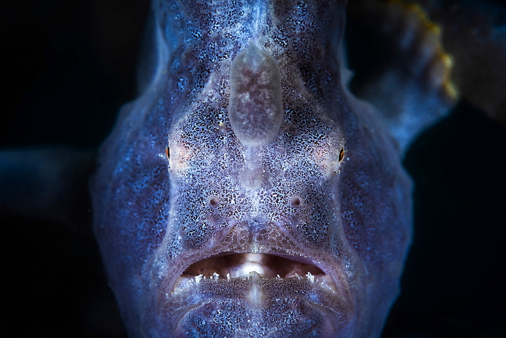 Portrait of Commerson's frogfish (Antennarius commerson) on the lookout in a sponges. Mayotte