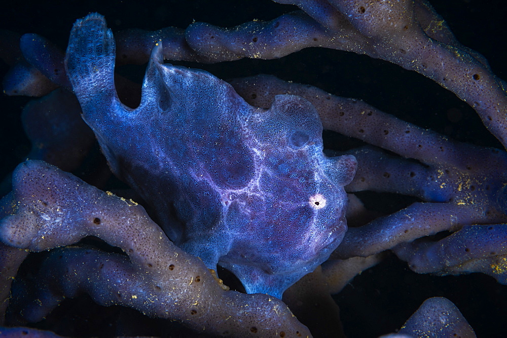 Commerson's frogfish (Antennarius commerson) on the lookout in a sponges. Mayotte