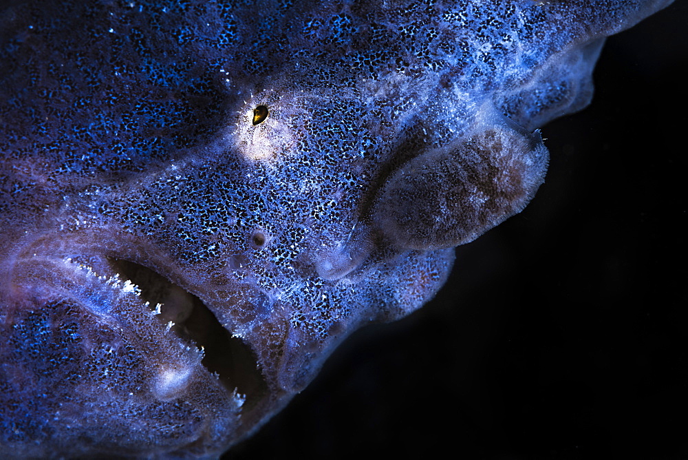 Portrait of Commerson's frogfish (Antennarius commerson) on the lookout in a sponges. Mayotte