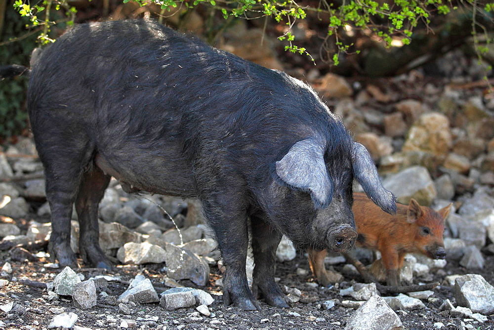 Pig of the breed gascogne and Boar pigglet marcassin, France