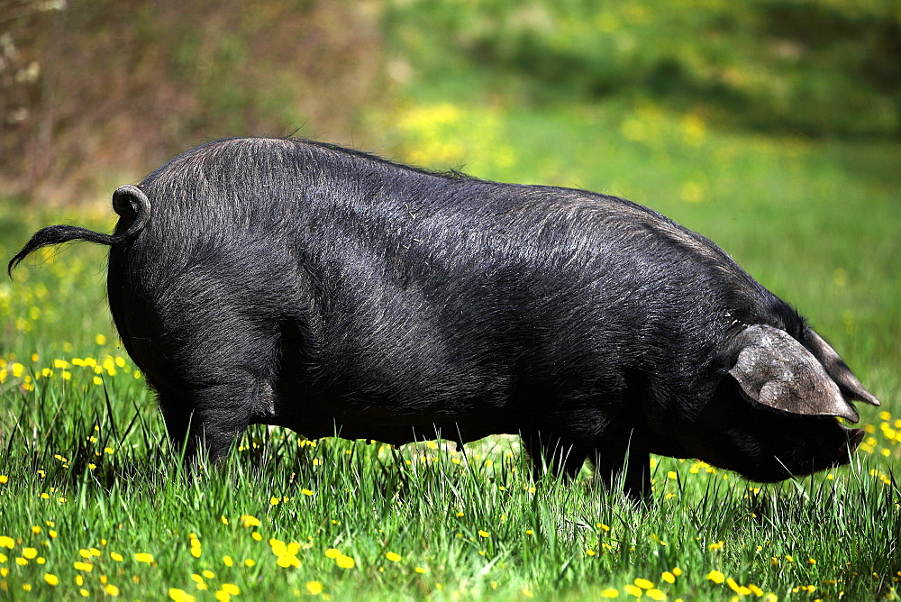 Gascogne pig in the grass, France