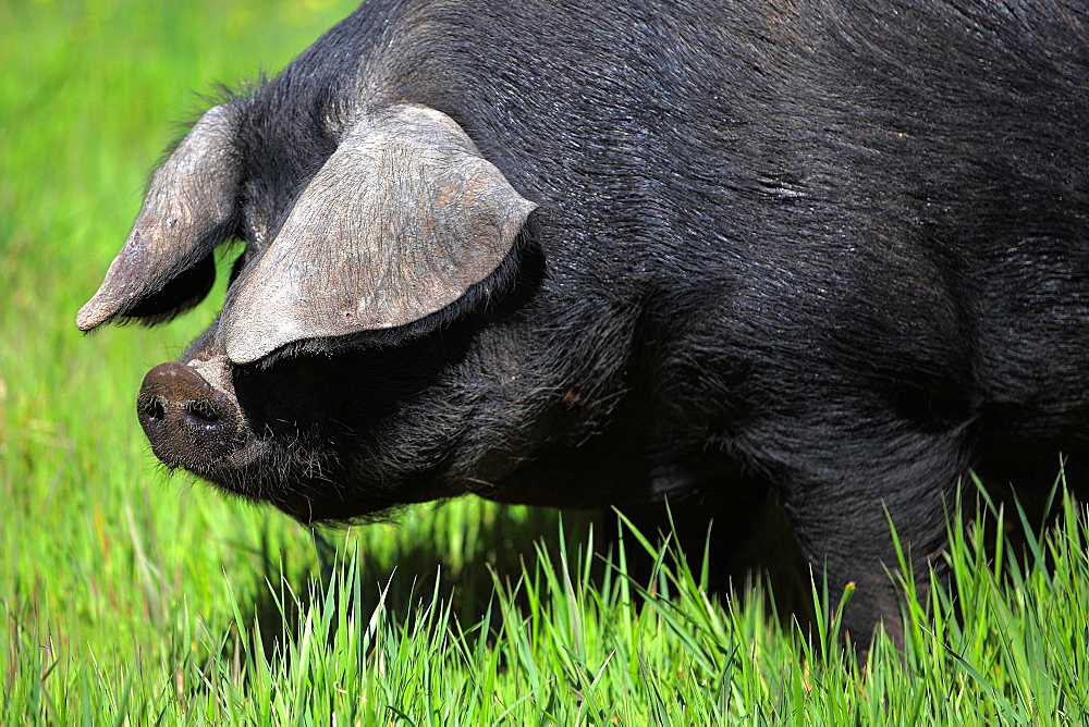 Gascogne pig in the grass, France