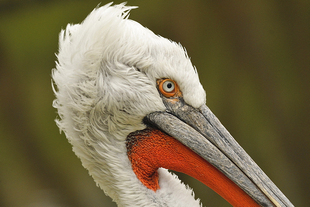 Dalmatian Pelican (Pelecanus crispus) Portrait of an elderly adult in late nuptial plumage