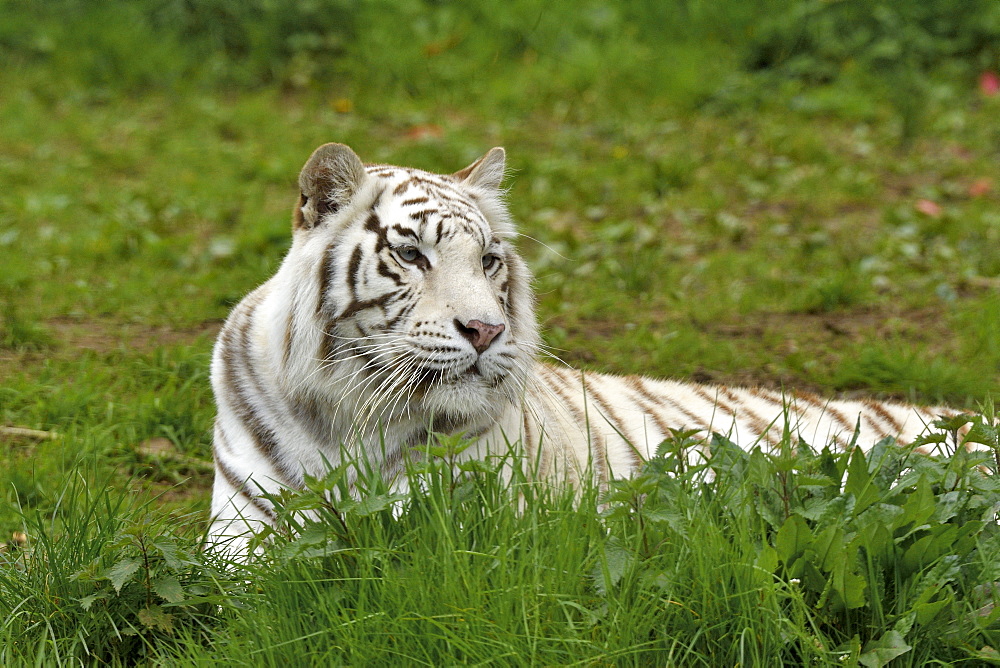 White tiger (Panthera tigris tigris) adult lying in the grass