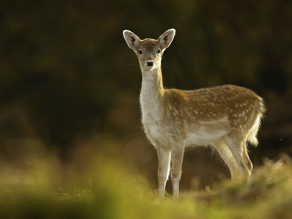 Fallow Deer (Dama dama). A Fallow Deer fawn in the Peak District National Park, UK.