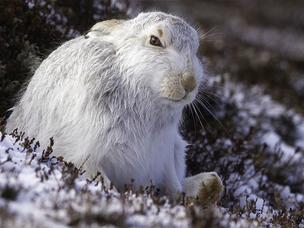 Mountain Hare (Lepus timidus). A Mountain Hare in the Cairngorms National Park, UK