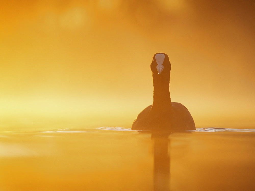 Coot (Fulica atra). A Coot at sunrise in the Peak District National Park, UK.