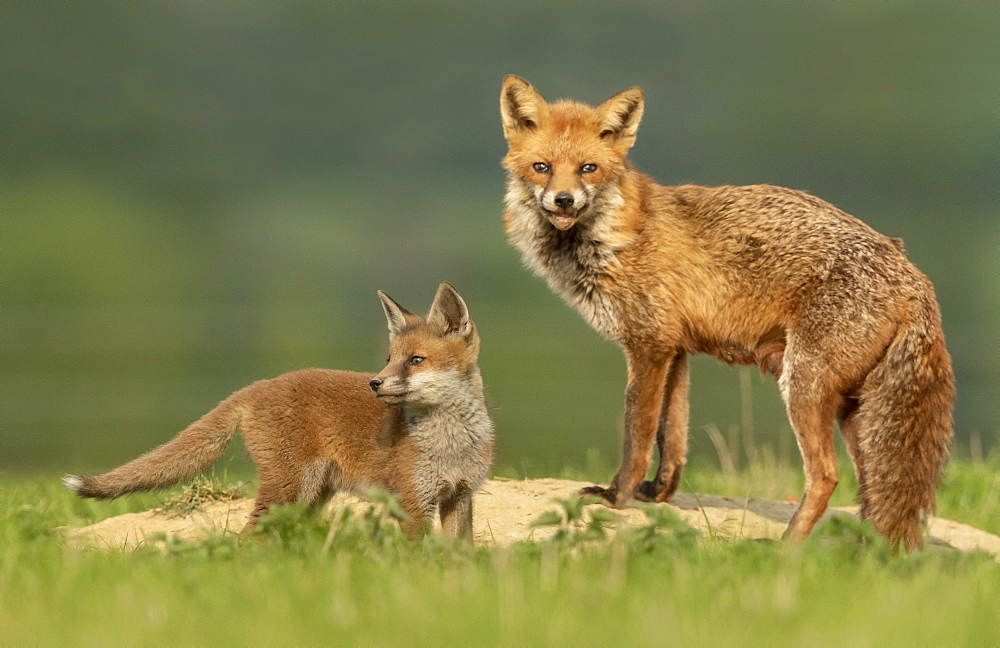 Red fox (Vulpes vulpes) vixen and cub near the earth, England