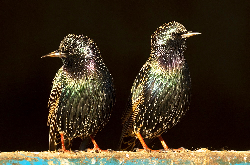 Starling (Sturnus vulagaris) perched on a blue fence, England