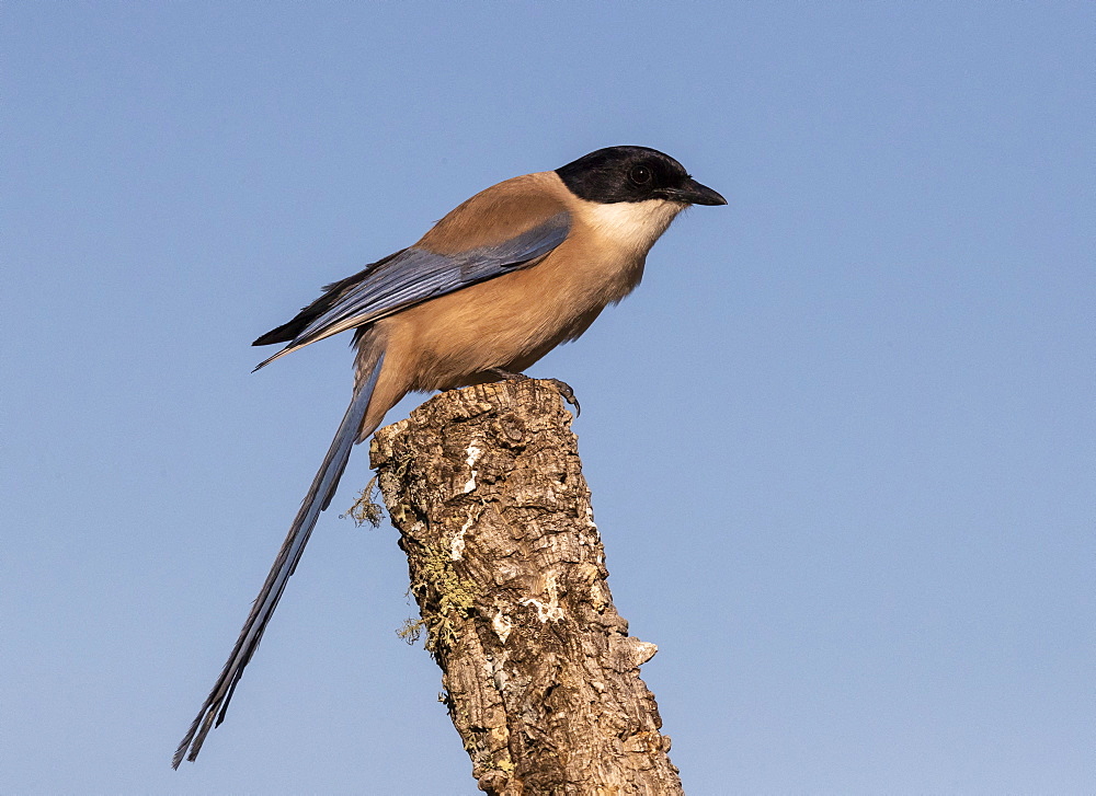 Azure-winged magpie (Cyanopica cyanus) perched in a tree, Spain