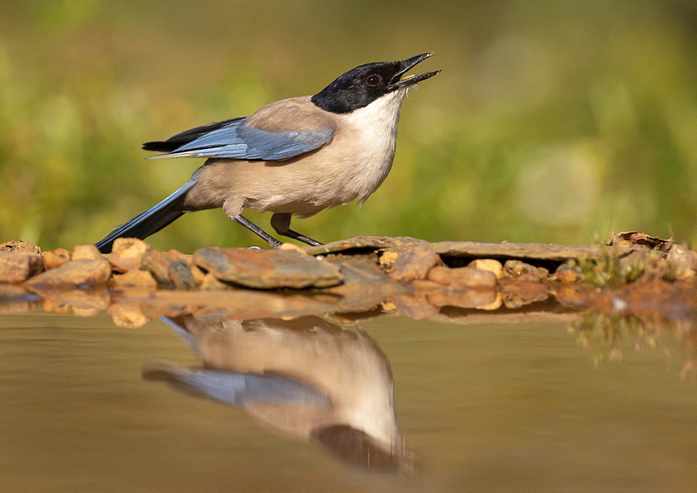 Azure-winged magpie (Cyanopica cyanus) drinking, Engalnd