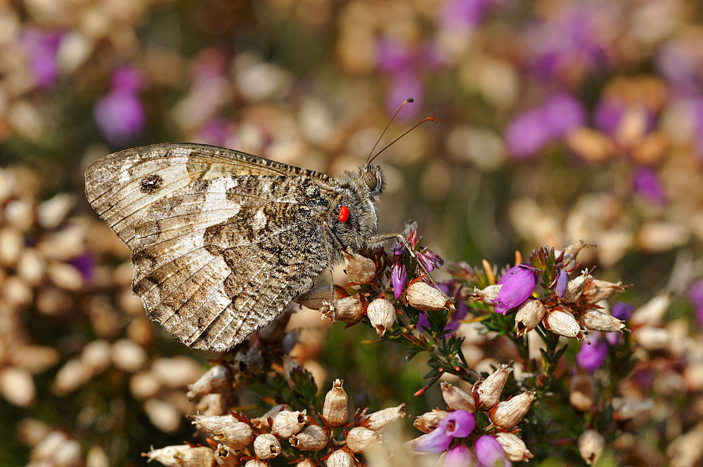 Rock grayling (Hipparchia semele) Imago posed in the moor with a red tick on the thorax mimicry of colors, Landes rases Cap d'Erquy, Natural site of the departmental council of Côtes d'Armor, Brittany, France