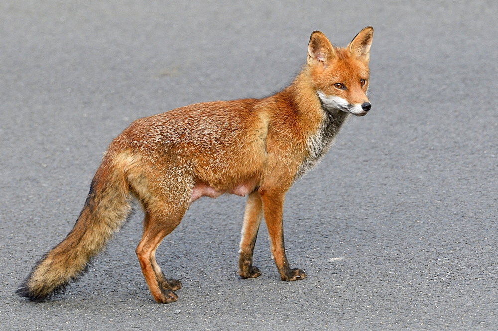 Red fox (Vulpes vulpes) Suckling female in a street in town, Plérin, Côtes d'Armor, Brittany, France