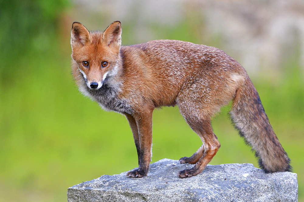 Red fox (Vulpes vulpes) Suckling female in a street in town, Plérin, Côtes d'Armor, Brittany, France