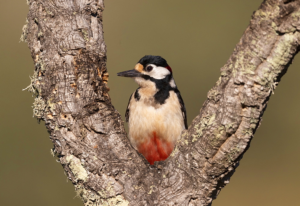 Great spotted woodpecker (Dendrocopos major) looking for food, Spain