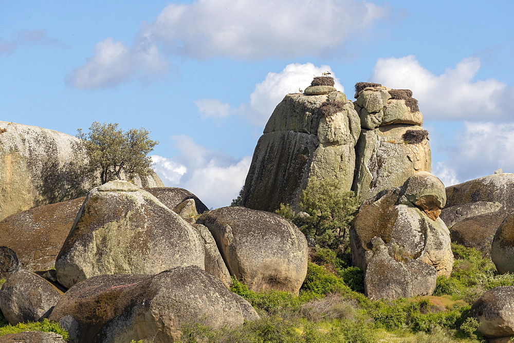 White Stork (Ciconia ciconia) nesting on top of big boulders