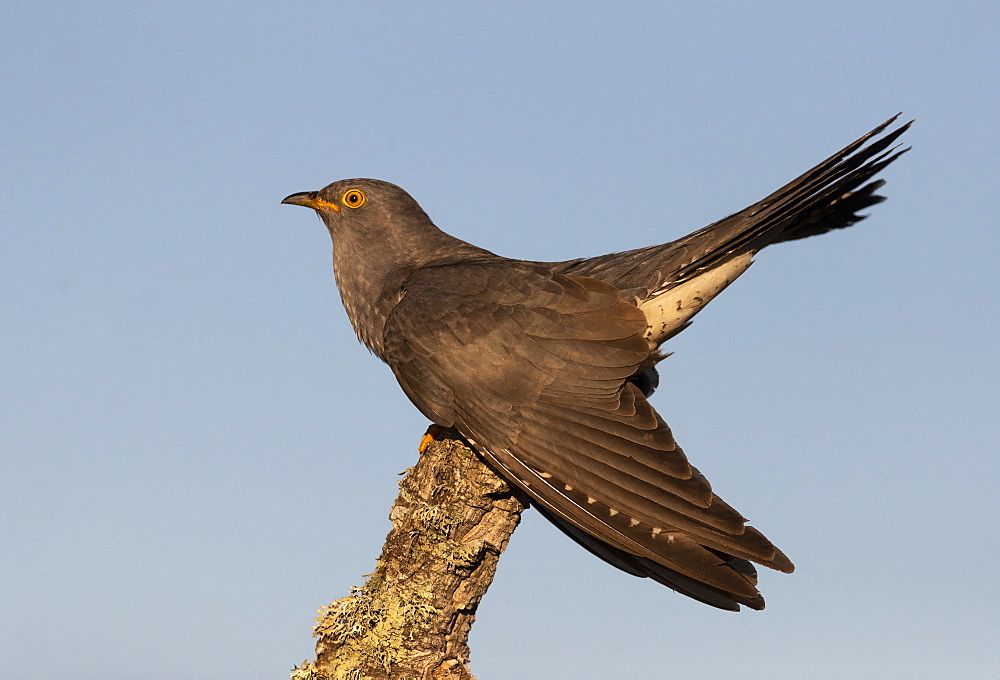 Cuckoo (Cuculus canorus) perched on a tree, Spain