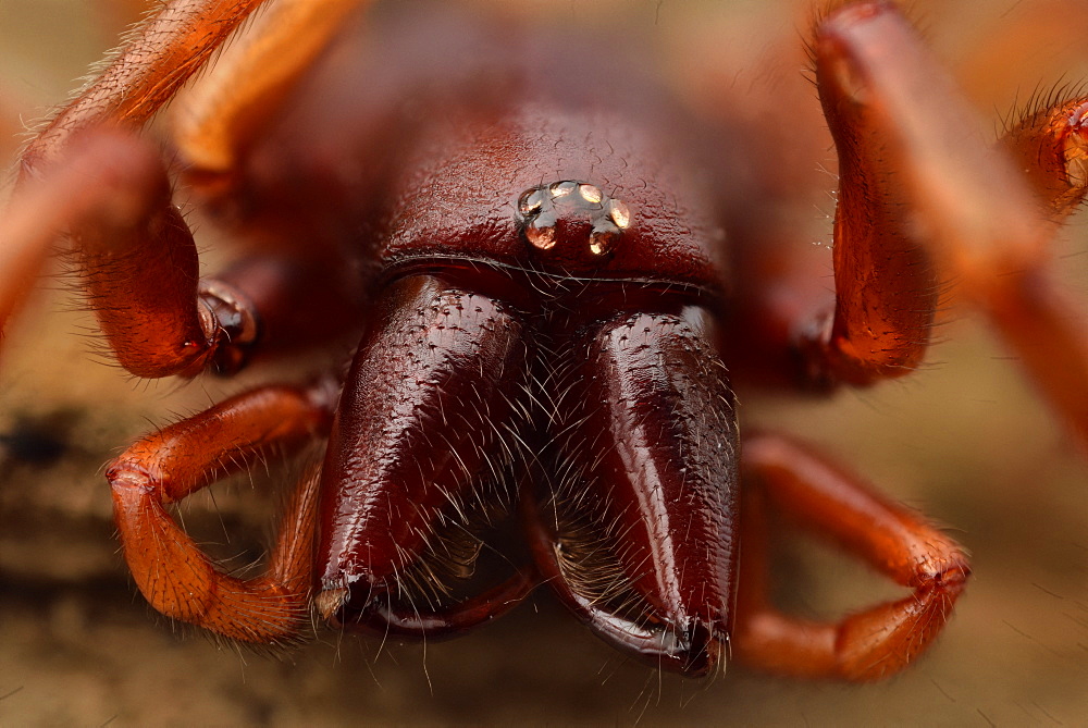 Woodlouse Spider (Dysdera crocata) female, close-up of the eye group and the chelicerae terminated by venom hooks, Luzarches, Val d'Oise, France