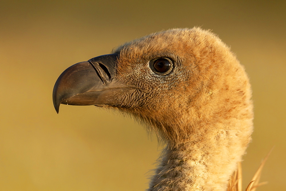 Griffon vulture (Gyps fulvus) head details, Spain