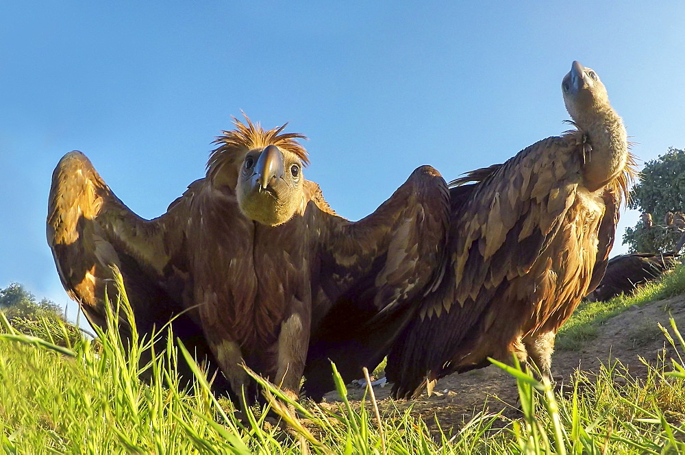 Griffon vulture (Gyps fulvus) displaying, Spain